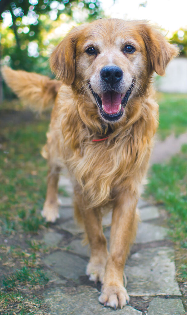 Close-up of a dog in the outdoors