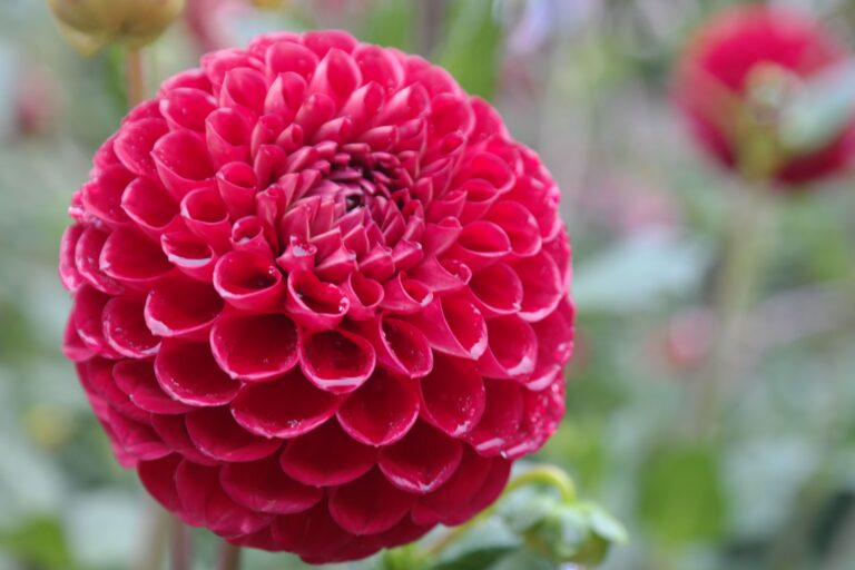 A stunning close-up of a vibrant red dahlia flower in full bloom, capturing nature's intricate beauty.